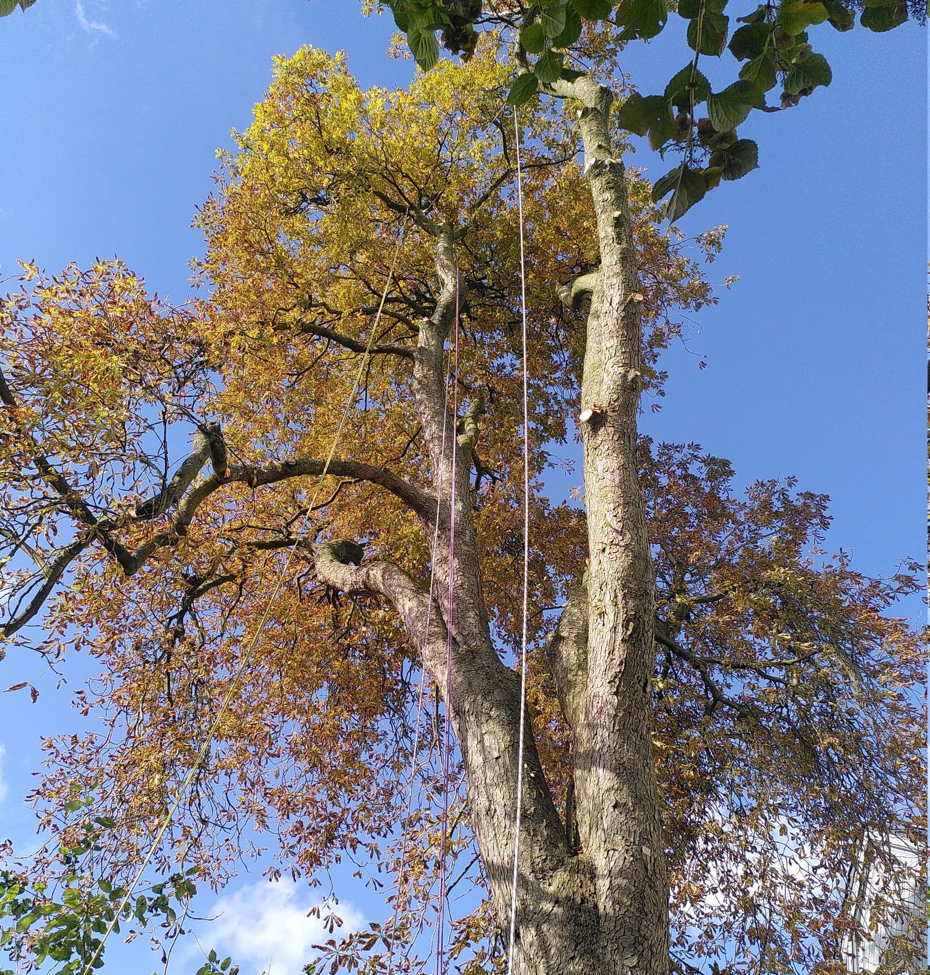 Baumfällung mit SKT - MS Baumpflege Dülmen