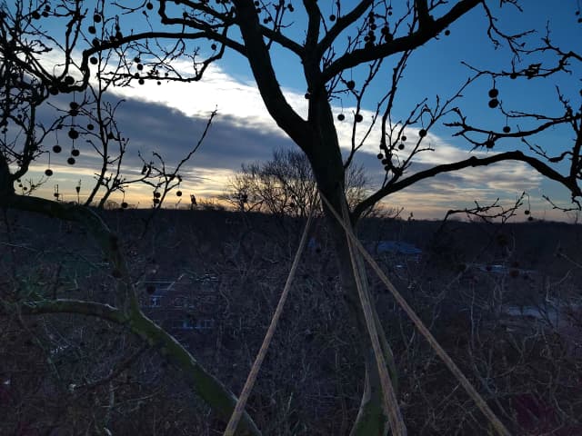 Team bei der Baumpflege